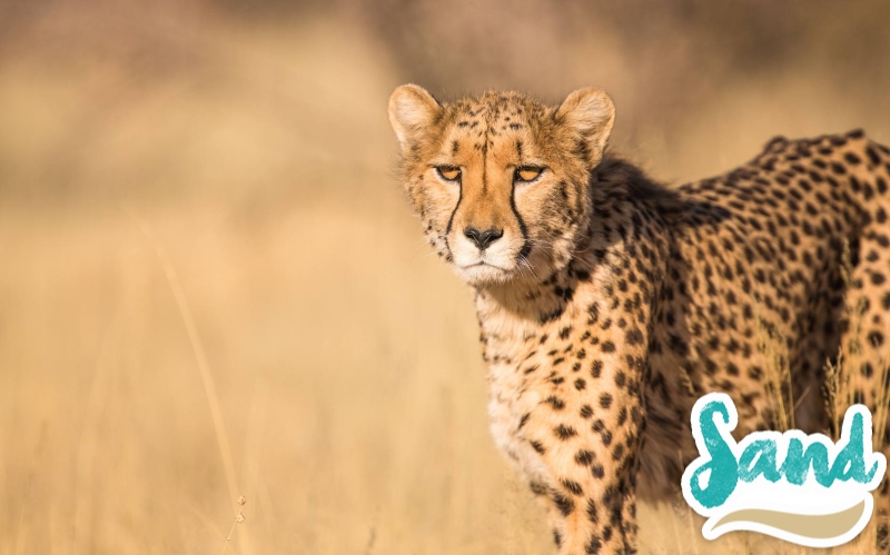 Safari Tembo 3 notti + Soggiorno Lion Beach 4 notti